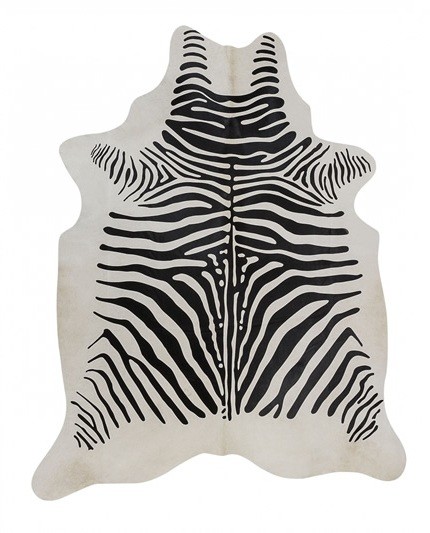 Zebra Africa fundo Branco
